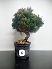 Bonsai pino nero - Pinus