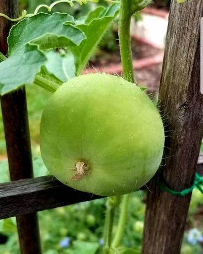 Benincasa fistulosa ash gourd - ash,