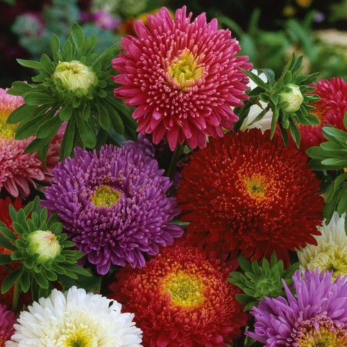 Aster principessa miscela - aster,