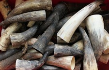 Rinderhorn oder Kuhhorn, Kuhhörner / Rinderhörner nach Kilopreis / Preis je 1 kg