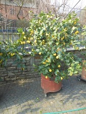 Pianta limone vaso - pianta,