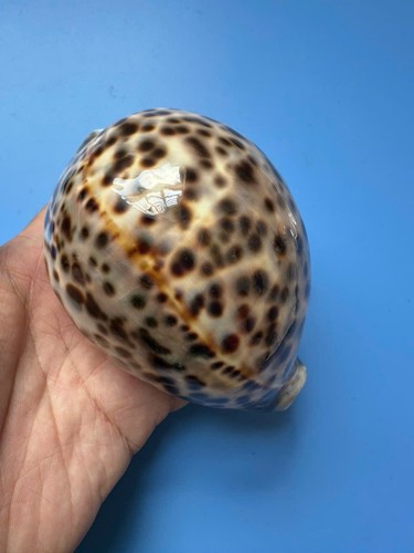 111 cypraea tigris f - |, f+++