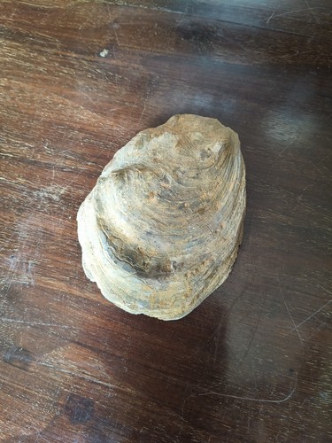 Fossile conchiglia - fossile,