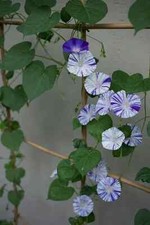 Sale1323 morning glory shiva - sale1323,