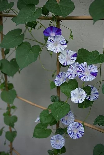 Sale1323 morning glory - sale1323,
