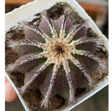 Pianta succulenta di cactus