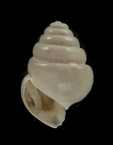 Limacina retroversa awesome - limacina,