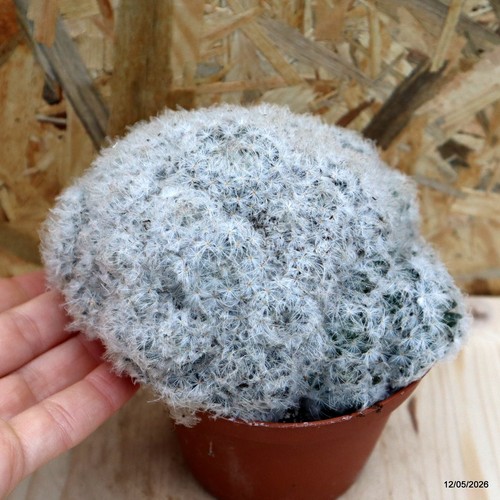 Mammillaria plumosa vaso cm - mammillaria,