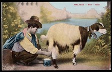 Traditional Maltese Milk