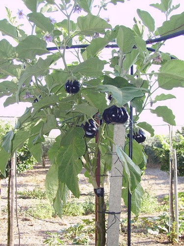 Semi solanum torvum - solanum,