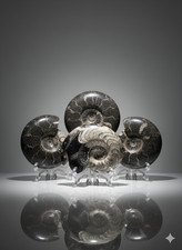 FREE STANDING GONIATITE |