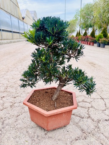 Bonsai podocarpo vaso - podocarpo, 28