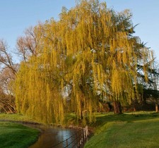 Salix babylonica - Salice piangente | Albero |