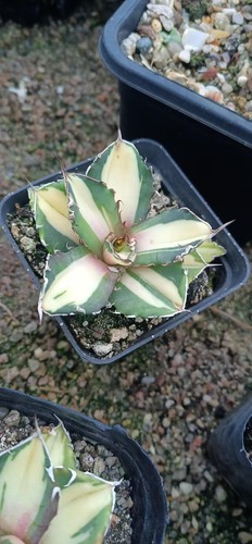Vendita raro cactus agave - raro, sp