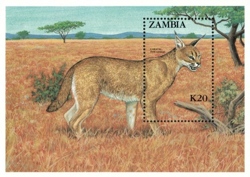 Zambia 1987 wild - -, cats