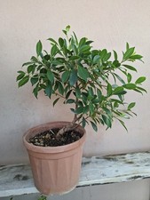 Pre BONSAI Ficus Retusa Vaso 20 H 42 Cm Solo Pianta