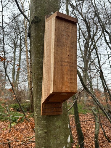 Grande scatola per - , pipistrelli