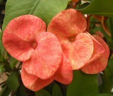 Rara pianta Euphorbia Milii