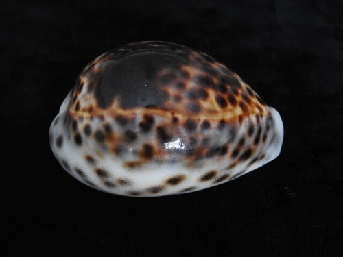 Sea shell cypraea tigris - shell,