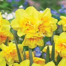 Narcisi bulbi di fiori cipolle fiori Narciso botanico Golden Delicious 5 pz.