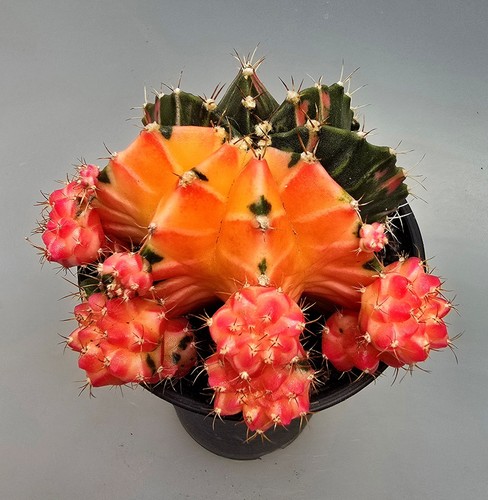 Grande cactus fantasiato - grande,