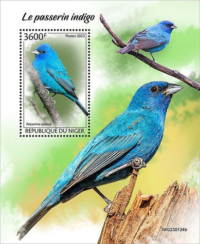 Indigo buntings cardinal birds - indigo,