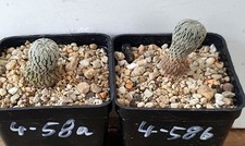 Pelecyphora aselliformis