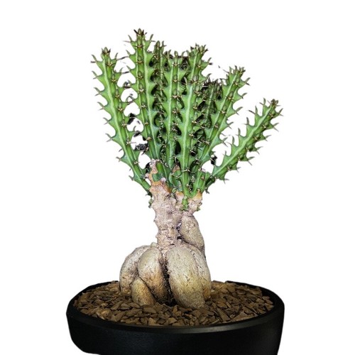 Pianta cactus succulenta 15 - succulenta,
