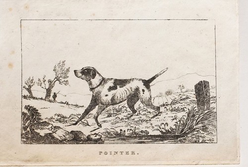 C1830 antico stampa pointer - c1830,
