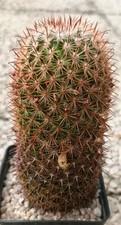 Mammillaria Supraflumen ML295 Pot10