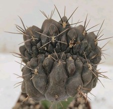 Gymnocalycium gibbosum cristate