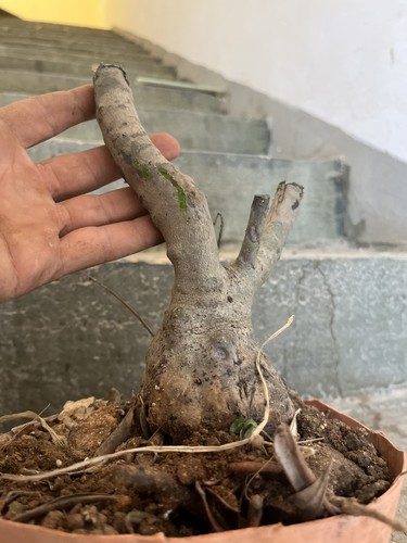 Bonsai olivastro pianta - olivastro.,