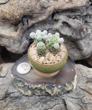 2 Live Rooted Plant