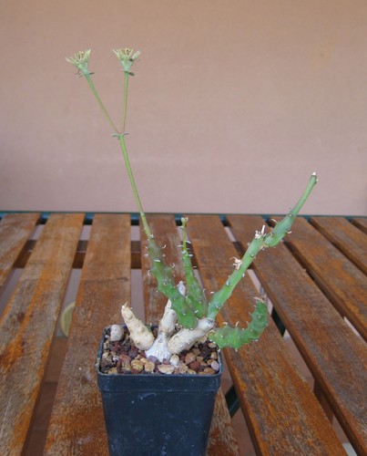 Euphorbia tridentata lamark - euphorbia,