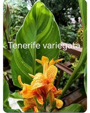 Pianta canna Tenerife