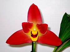 Lycaste Geyser Oro Ibrido NUOVO Orchidea Orchidea