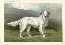 Poster cane setter inglese -