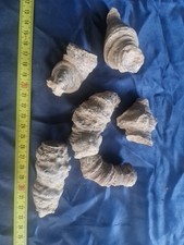 CYSTIPHYLLUM  BRACHIOPODE