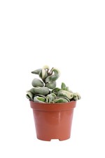 Pianta vera di Hoya Carnosa