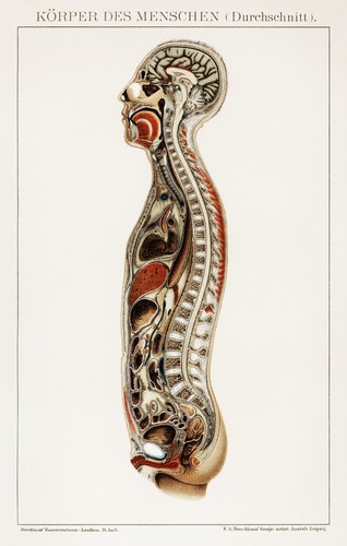 Corpo umano sistema interno - corpo,
