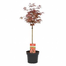 Acero rosso giapponese - rosso, 1