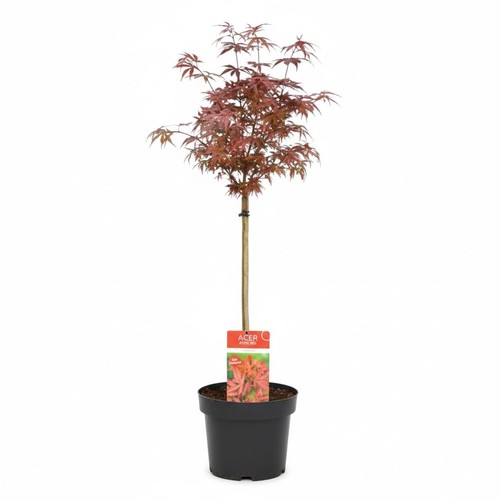 Acero rosso giapponese - giapponese, 1