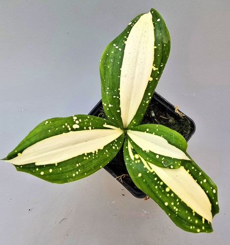 Dracaena surculosa via - via, lattea