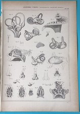 Stampa Antica Incisione -