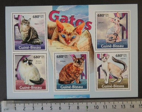 Guinea bissau 2013 gatti - guinea-bissau,