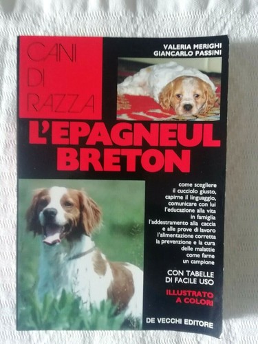 Epagneul breton valeria - -,
