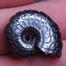 28 mm goniatite ematite