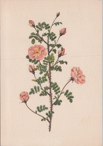 C1990s cartolina 4x6 rosa - cartolina,