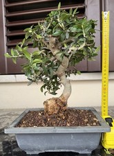 Bonsai Olivastro 9 anni