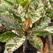 4 semi di PLUMERIA VARIEGATA